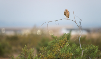 Burrowing owl, another endangered species, observed onsite