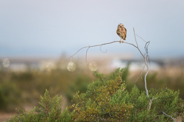 Burrowing owl, another endangered species, observed onsite